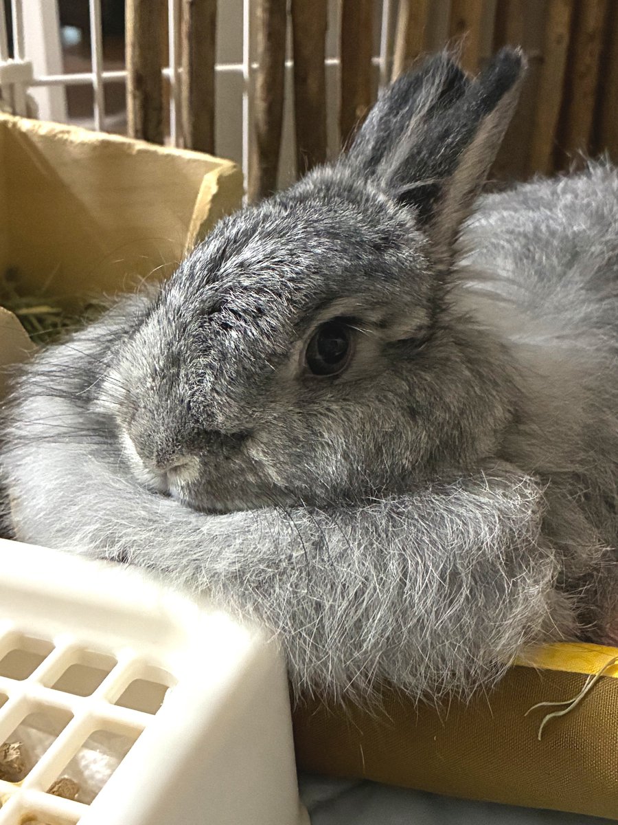 sleepy_usa_life's tweet photo. 自慢のマフマフクッション！ https://t.co/zOPdqDn6x5