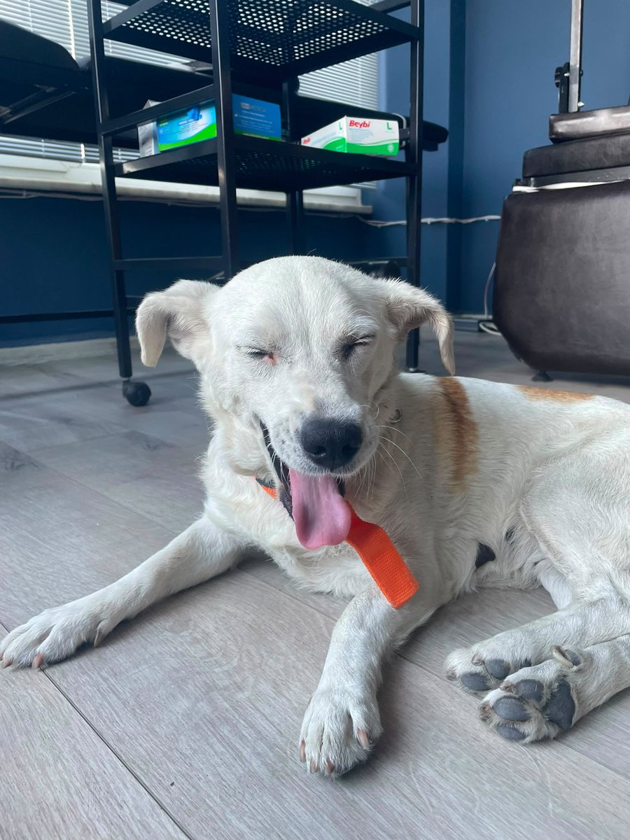 sedaawho's tweet photo. veteriner kontrolünde bu miniğin yaşının 3-4 olabileceği söylendi. yuva bulamadık, en kısa sürede yuva bulmam gerekiyor, evdeki diğer köpeğim oldukça huzursuz durumda. sokağa geri bırakmak istemiyorum. oldukça uysal evde yaşamaya alışkın bu miniğe yuvanızı açar mısınız? https://t.co/obFritCAa2