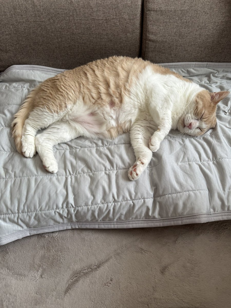 Y7tmG4's tweet photo. 冷感パッドを享受するﾈｺﾁｬﾝ

#猫
#猫のいる暮らし https://t.co/NzoPob5mDb