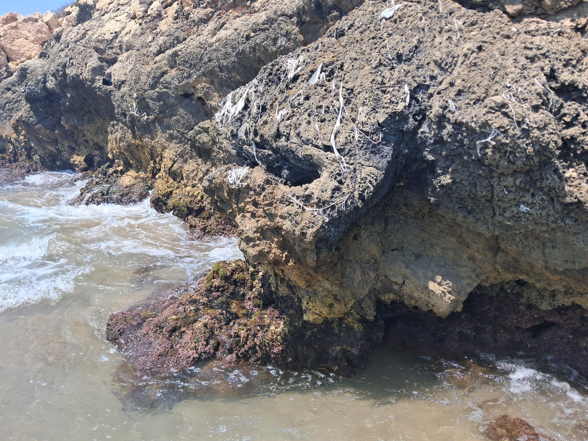 Vakapiupiuu's tweet photo. Avui 13 h he mesurat a #Balmins #Garraf 
#temperaturadelaiguadelmar a
29.3°C a -1 m (20 m mar endins)
29.3° a -20 cm
30.1° vora la platja
Vent  SSE 2/4
Marejol a maror.

Les muscleres han mort. 
Les deixalles de tovalloles decoren Les roques. Tot molt bonic! https://t.co/O4oYObK4J5