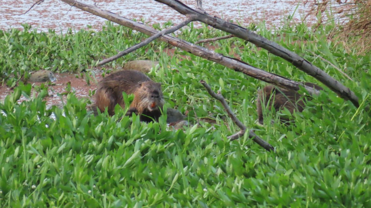 coypu_jp's tweet photo. 昆陽池公園ヌートリア2匹 7月29日
元気にほたえてました。
#nutria #coypu #ヌートリア #ragondin #昆陽池公園 https://t.co/379NmZ76dv