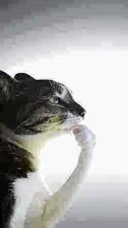 kittysyrup's tweet photo. @czarina_iii do cissoids deserve to live? https://t.co/cvwrXT3pZF