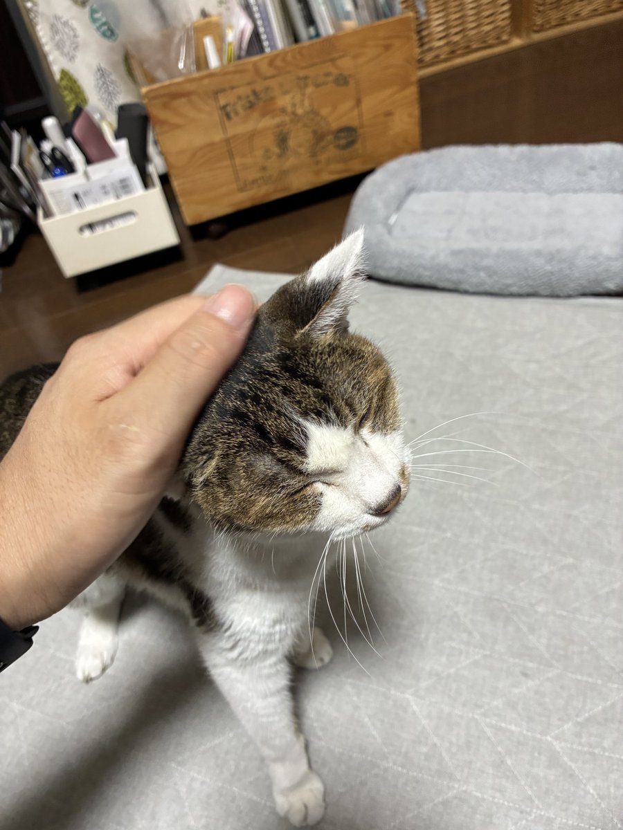 gonmizaka's tweet photo. 20歳になりました🐈 https://t.co/Q3zVRVfofa