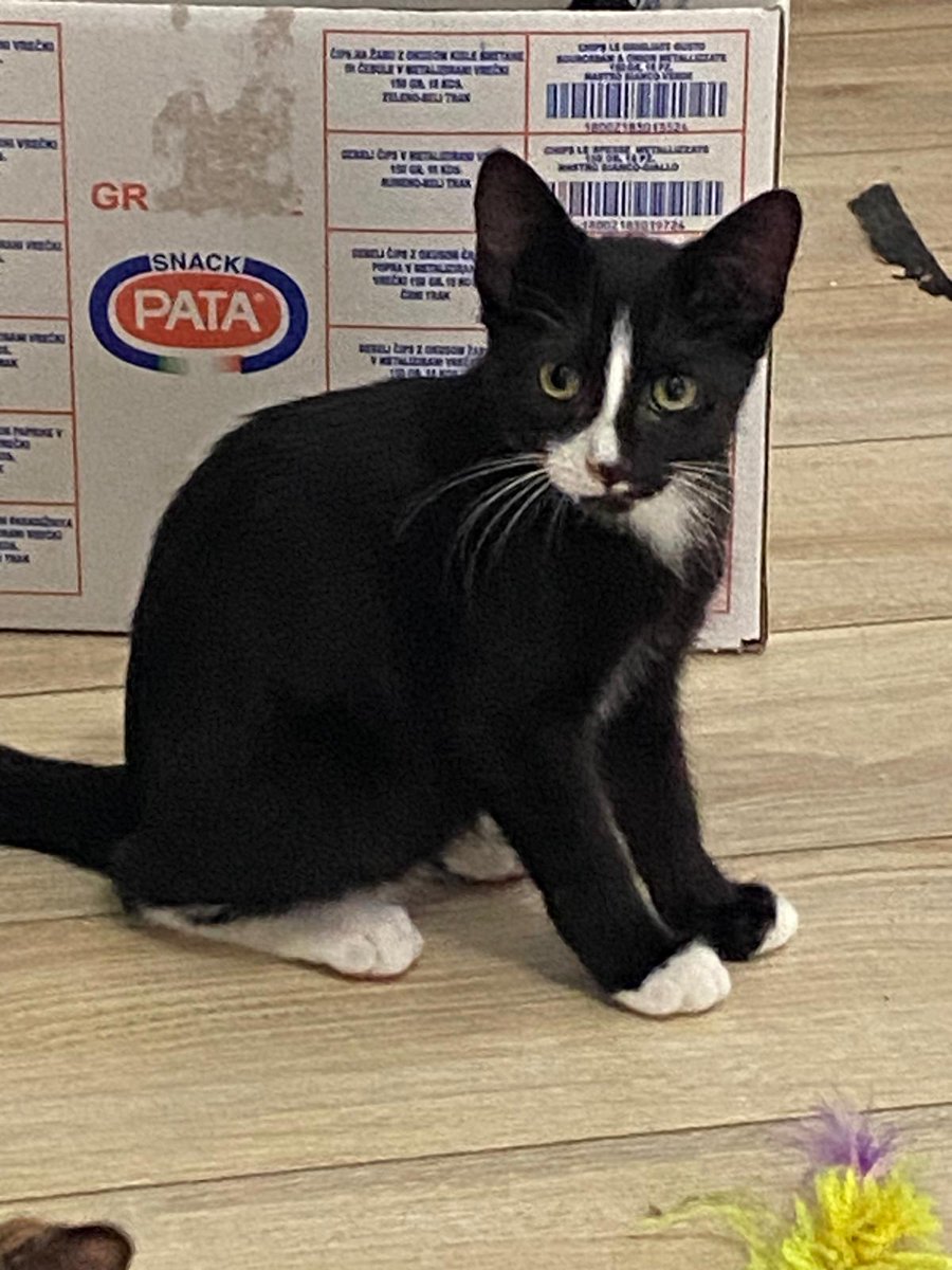 Franceskasher1's tweet photo. Ho trovato questa gattina di tre mesi abbandonata in provincia di Padova, l'ho chiamata Pon Pon (ha la coda corta che sembra proprio un pon pon).
Cerca casa!  È buona ed educata.
Scrivetemi pure in privato se siete interessati ad adottarla ❤️
#adoptdontshop https://t.co/5Q4JWd0QfN