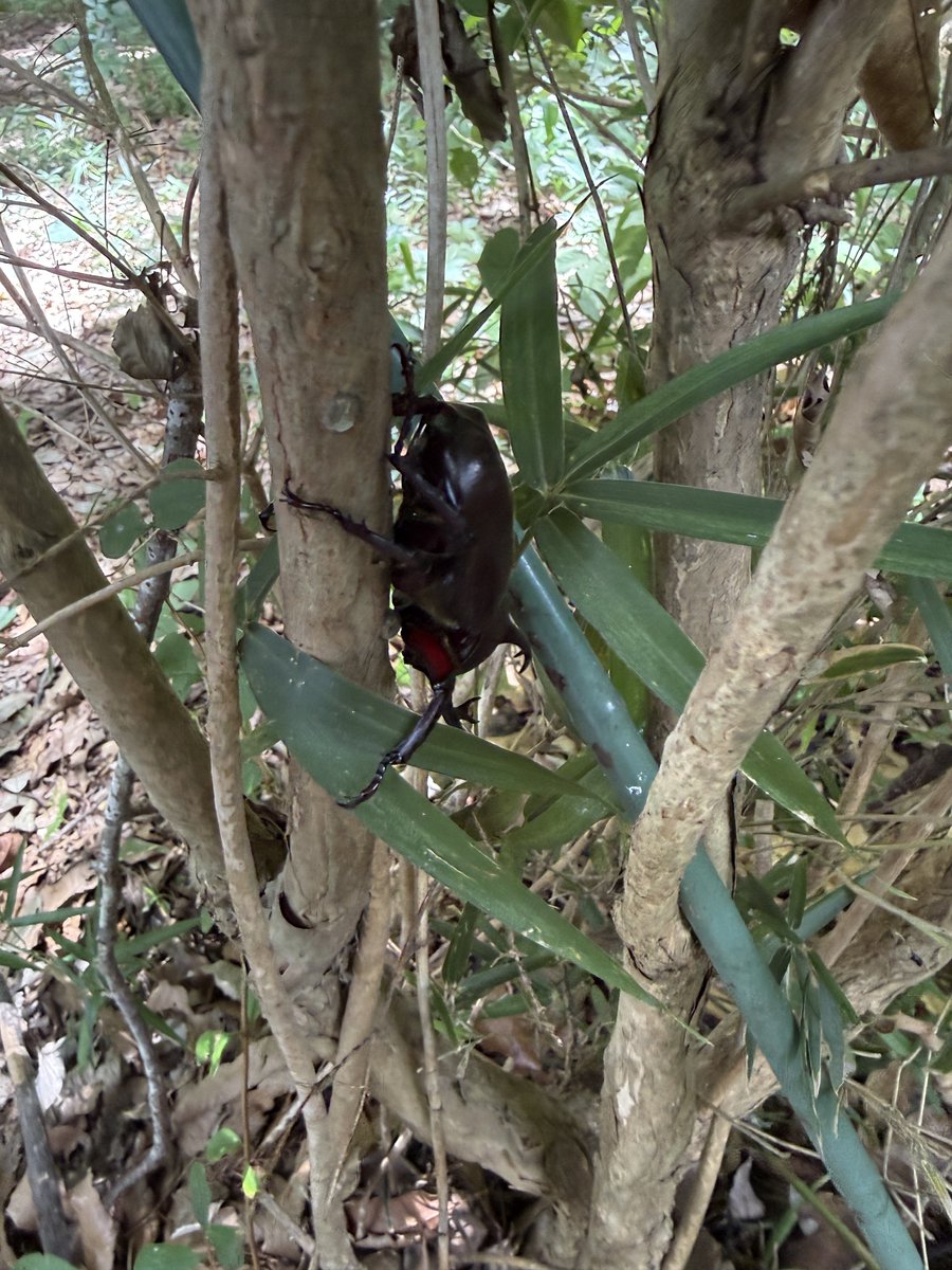 manmaaru2022's tweet photo. 息子と森で遊んでいたらカブトムシを発見したため飼わざるを得なくなりました✌️ https://t.co/U9mVqe45ut