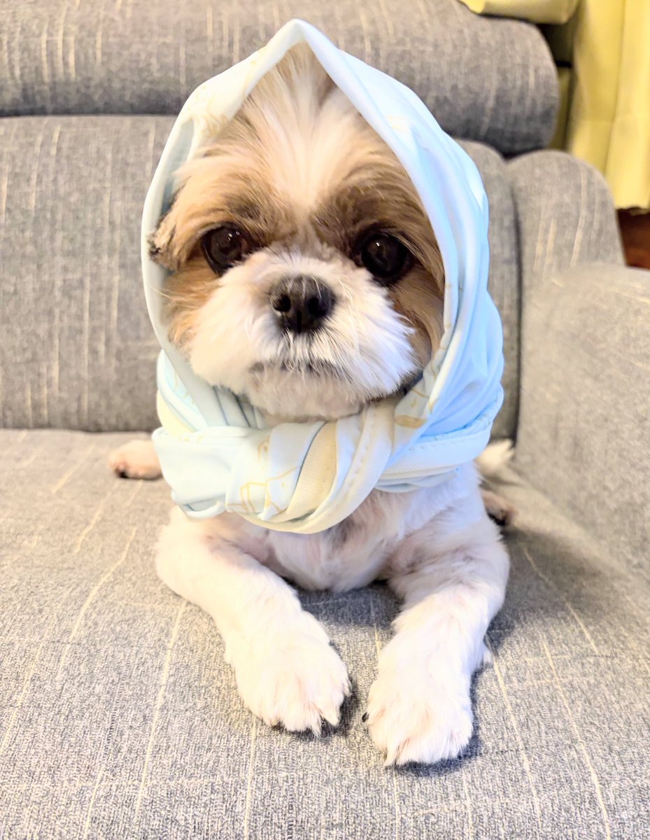 aaa_iie's tweet photo. 姉ちゃんと、遊んでいるとゆうか遊ばれたね😅

#シーズー犬　#愛犬　#犬が好き　#動物が好き　#遊ばれる犬 https://t.co/QIH6mxfgUj