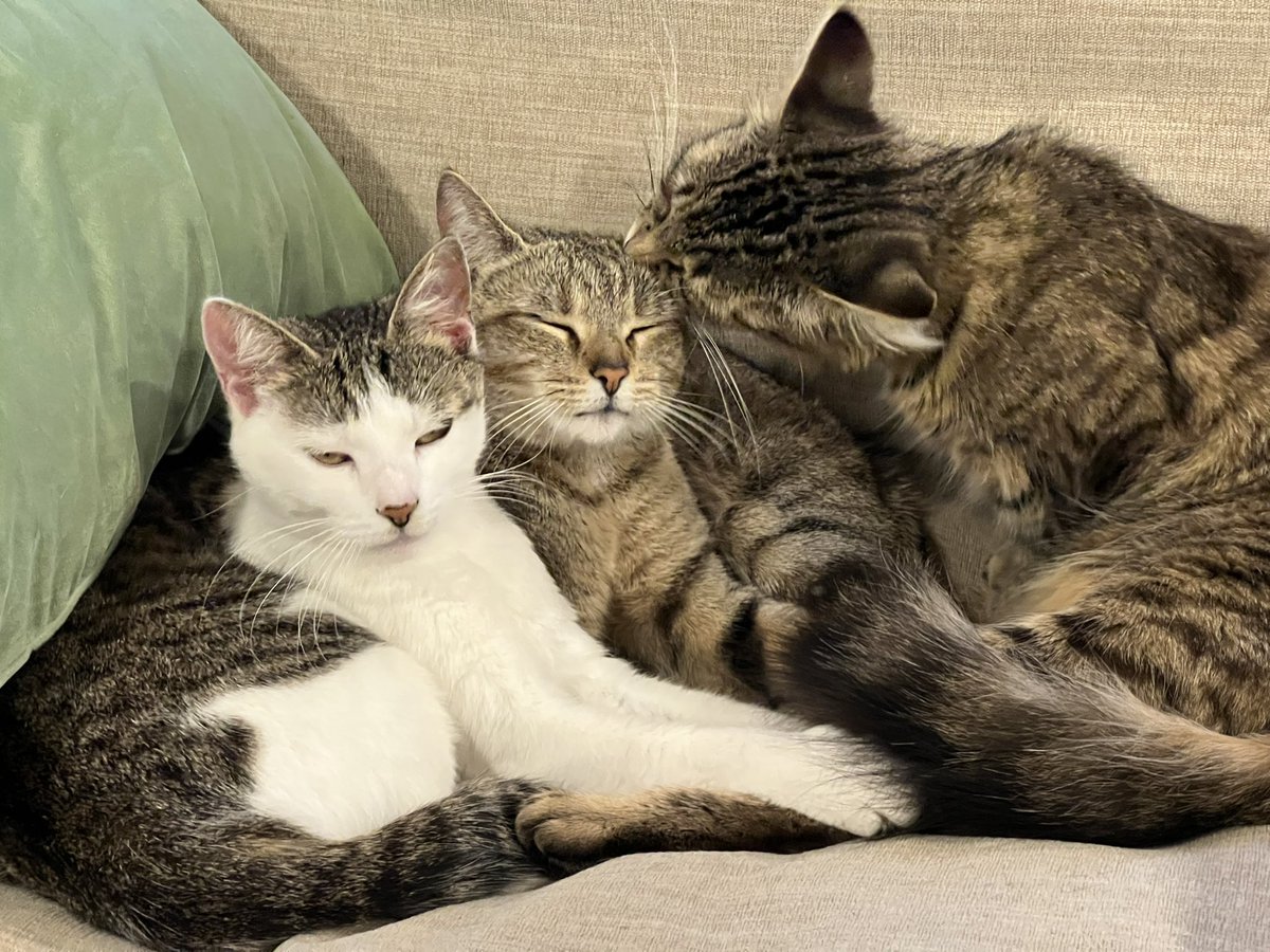 heyZeustoast's tweet photo. Perks of having a cat family https://t.co/mlpRtwFgYH