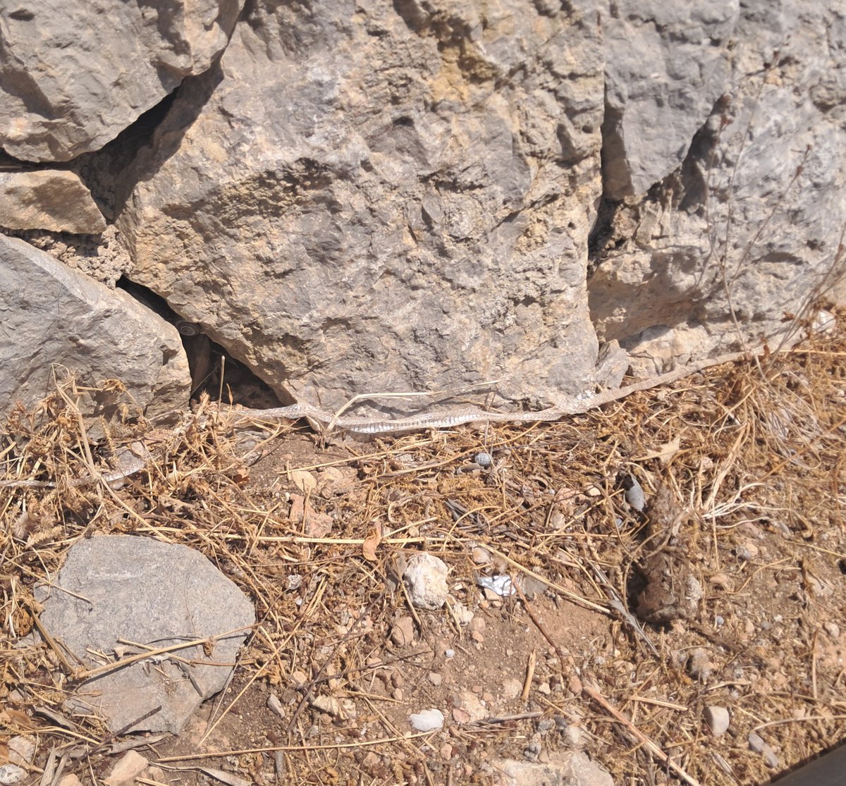 Vakapiupiuu's tweet photo. Prèviament he revisat el biòtop de la #serpdeferradura a #Balmins i nomès he trobat una pell de muda de 88 cm.
I molta brossa de botellots, merda, ampolles...he fet neteja com sempre. I al reciclar/triar als contenidors; sorpresa! En un paquet de tabac m'han regalat 5 euros! https://t.co/Q7VwEHHOmu