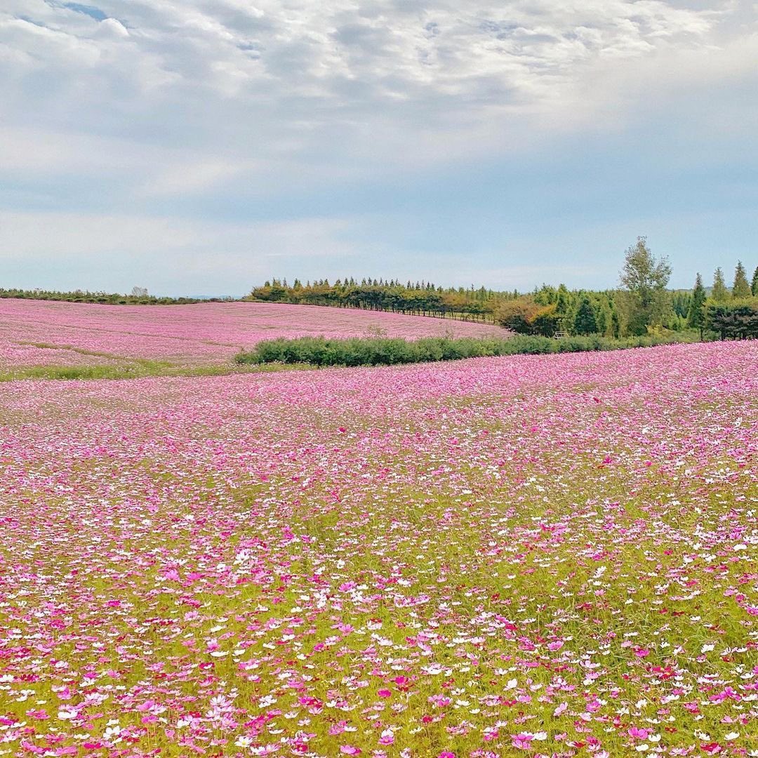 seraphicxc's tweet photo. Fields covered in pink 🌸 https://t.co/yH7dg9S316