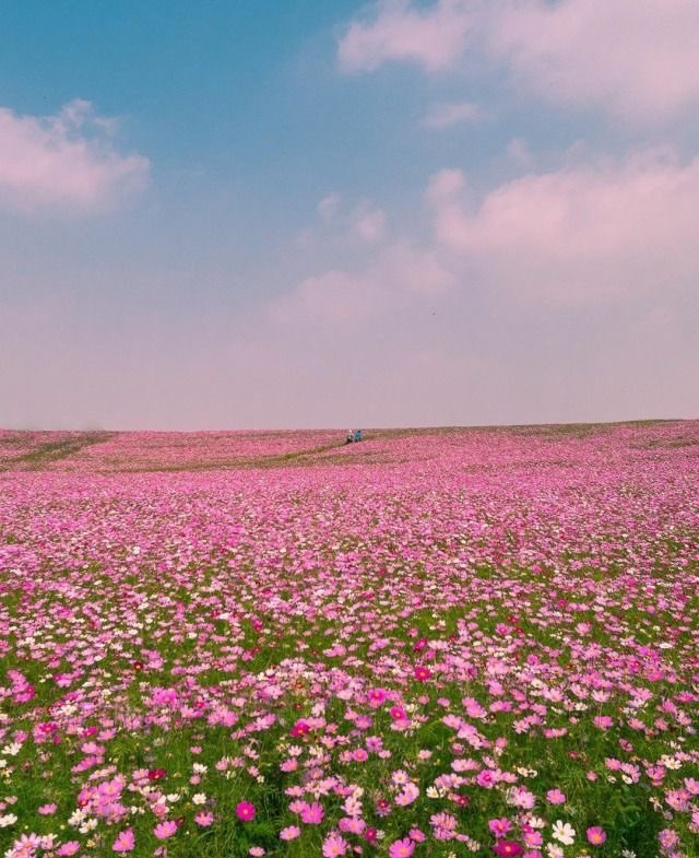 seraphicxc's tweet photo. Fields covered in pink 🌸 https://t.co/yH7dg9S316