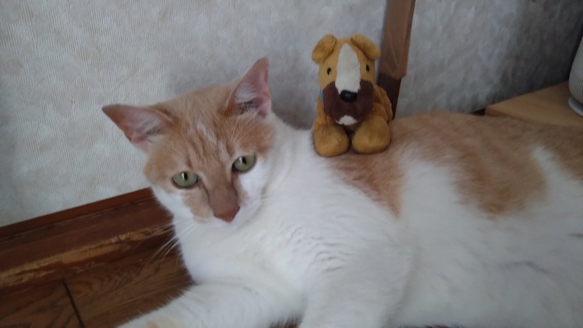 manmaruko15's tweet photo. 実家のお友達と🐱
#猫好き #猫 #ぬいぐるみ #ぬい撮り https://t.co/v0f9OAXwFr