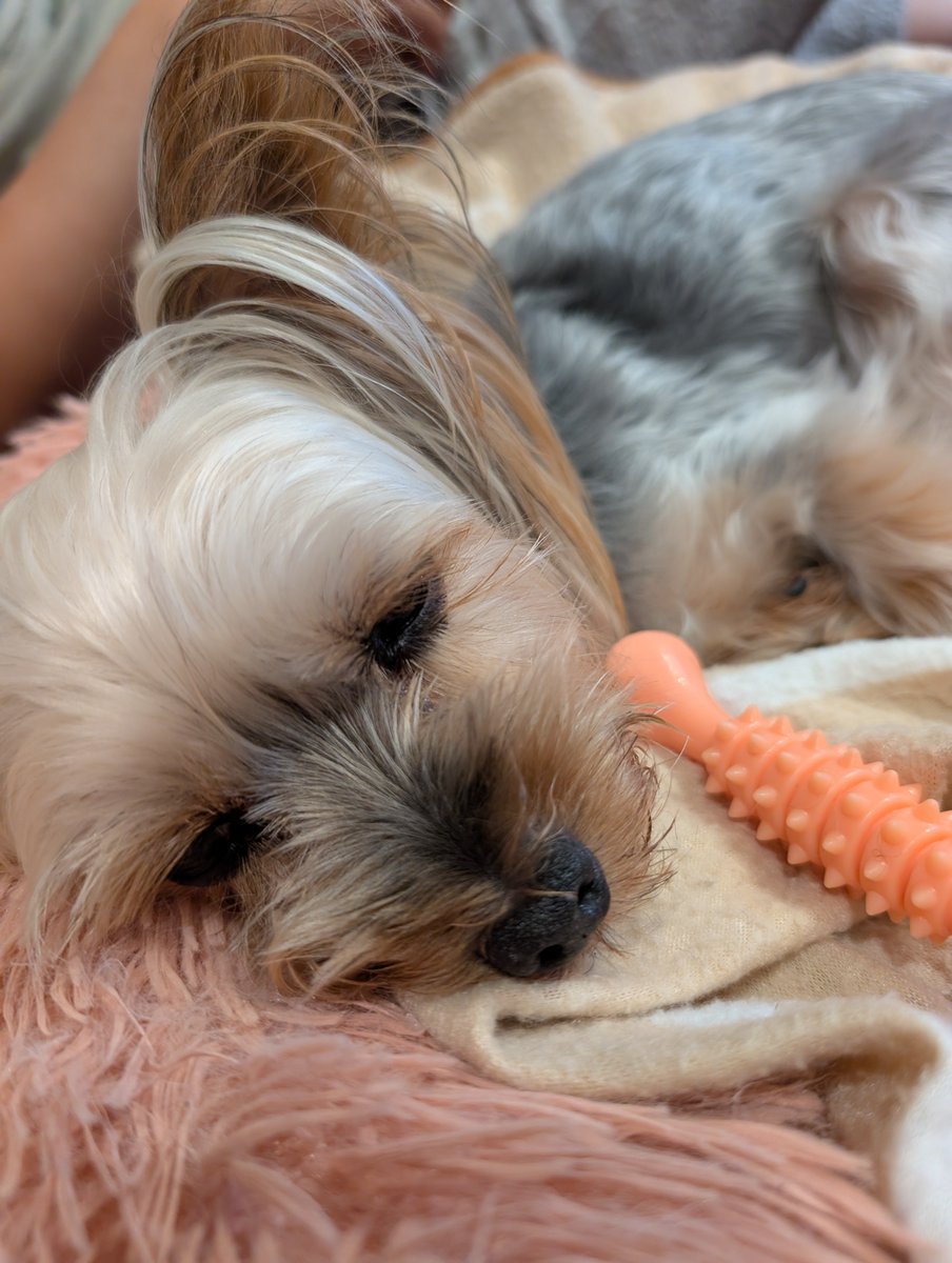 coco_joie's tweet photo. モウ、ネムネム(-_-)zzz
オモチャトラレナイヨウニオイトクデチ🐶

#ヨークシャテリア
#ヨーキー
#犬好きさんと繋がりたい https://t.co/pBhdbXw6Yg