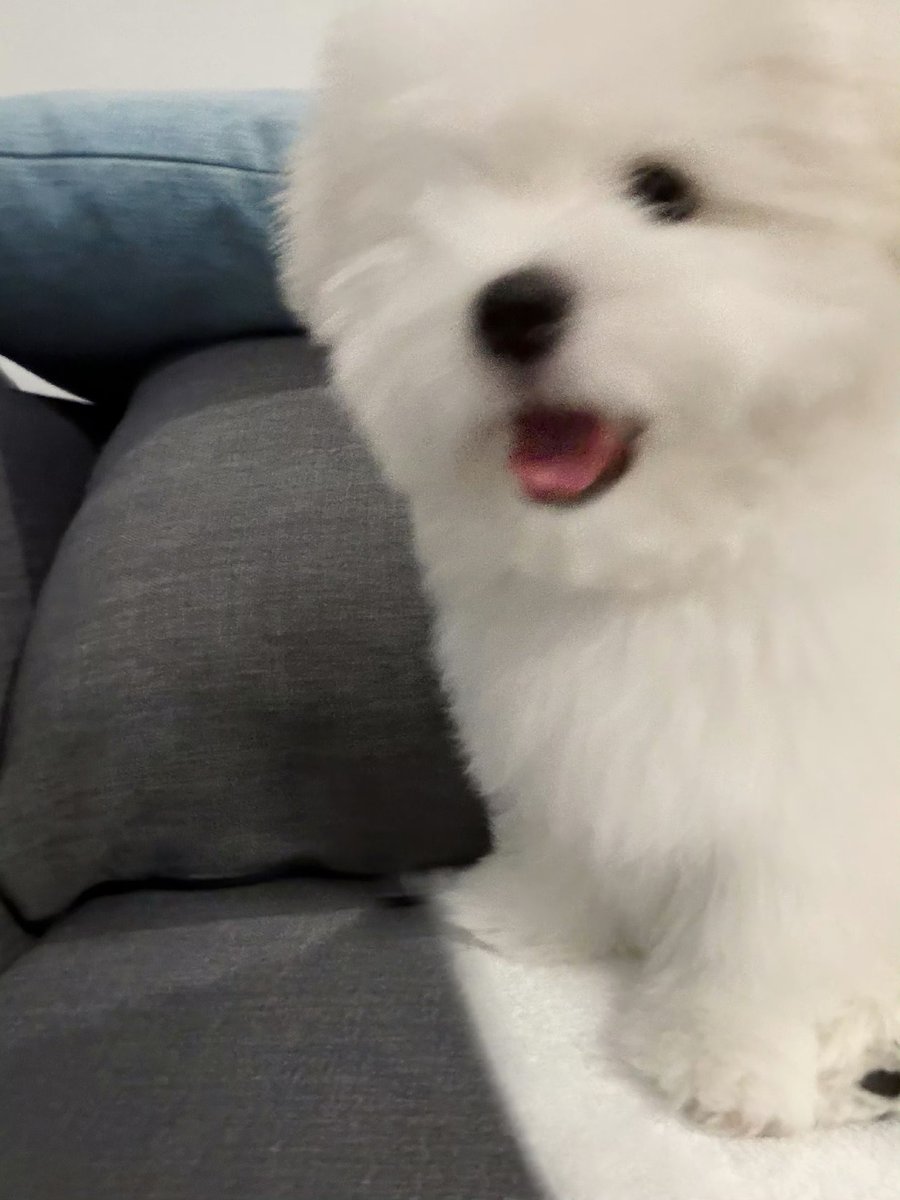 heartyanxn's tweet photo. 260729 Weibo update

yanan, the pet blogger 🐶

#YanAn #闫桉 
🔖: https://t.co/hdKtdXCPeB https://t.co/3JqbrWi8lR