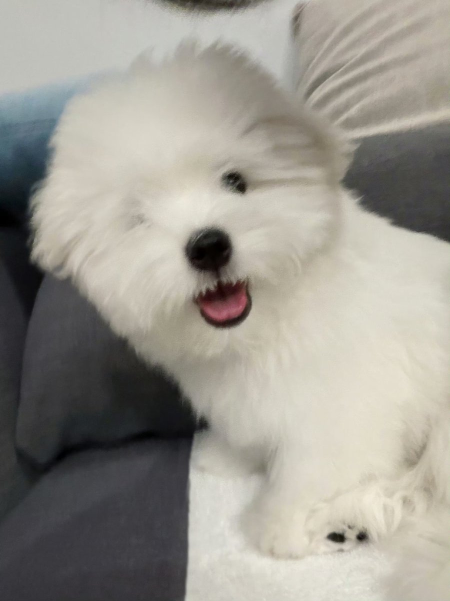 heartyanxn's tweet photo. 260729 Weibo update

yanan, the pet blogger 🐶

#YanAn #闫桉 
🔖: https://t.co/hdKtdXCPeB https://t.co/3JqbrWi8lR