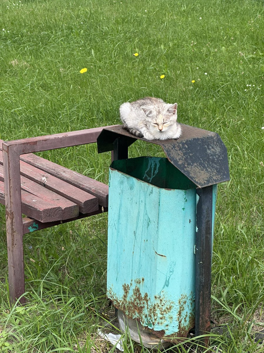 zheromka's tweet photo. Приехала к маме, а тут такое. 

Минск, пожалуйста! Нужен дом или передержка. Вырастет полярная лиса, которая себя не на мусорке нашла! 

У мамы уже двое, у меня трое в съемной квартире. 

Привезу, со всем помогу, лекарствами и кормом обеспечу. С вас только место и добрые руки. https://t.co/Nhdc4dikrq