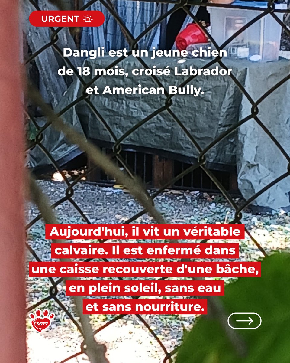 SOS3677's tweet photo. 🚨 𝗨𝗥𝗚𝗘𝗡𝗖𝗘 🚨
𝗗𝗮𝗻𝗴𝗹𝗶 𝗮 𝗯𝗲𝘀𝗼𝗶𝗻 𝗱𝗲 𝗻𝗼𝘂𝘀

Il n'a que 18 mois, et pourtant, il vit un véritable calvaire.

Ne laissons pas Dangli mourir dans l'indifférence 💔🐾

#SOS3677 #ProtectionAnimale #MaltraitanceAnimale #Urgence #SauvezDangli https://t.co/DA8ITGpVo8