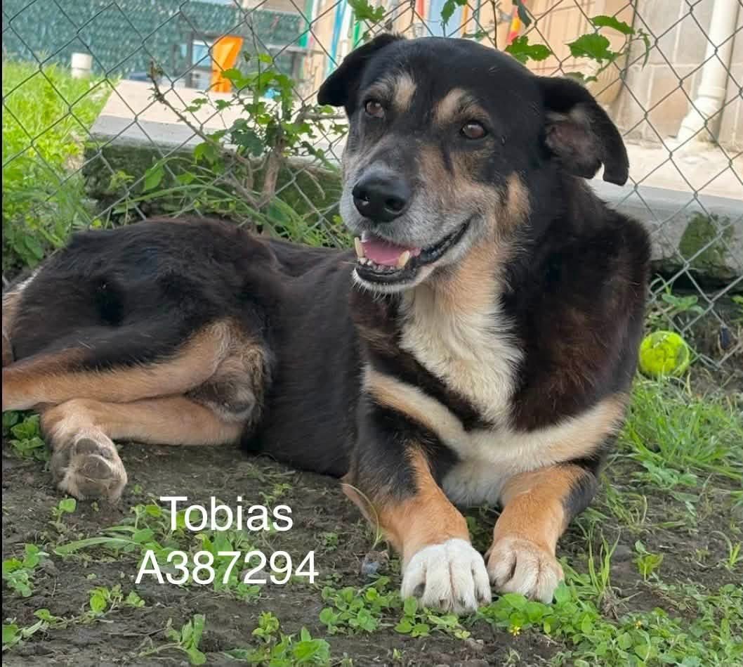LisaBrabson's tweet photo. Sweet TOBIAS #A387294 8yo,is such a handsome,thoughtful soul!
He wants a 🏡 &amp; family,more than anything
Good natured,easy going,well mannered,so very loving❤️
PLZ go to #CorpusChristiACS  &amp; save this sweet boy #Adopt #Foster or #Pledge4Rescue plz hurry,he is running out of time https://t.co/iivms4w2Yk