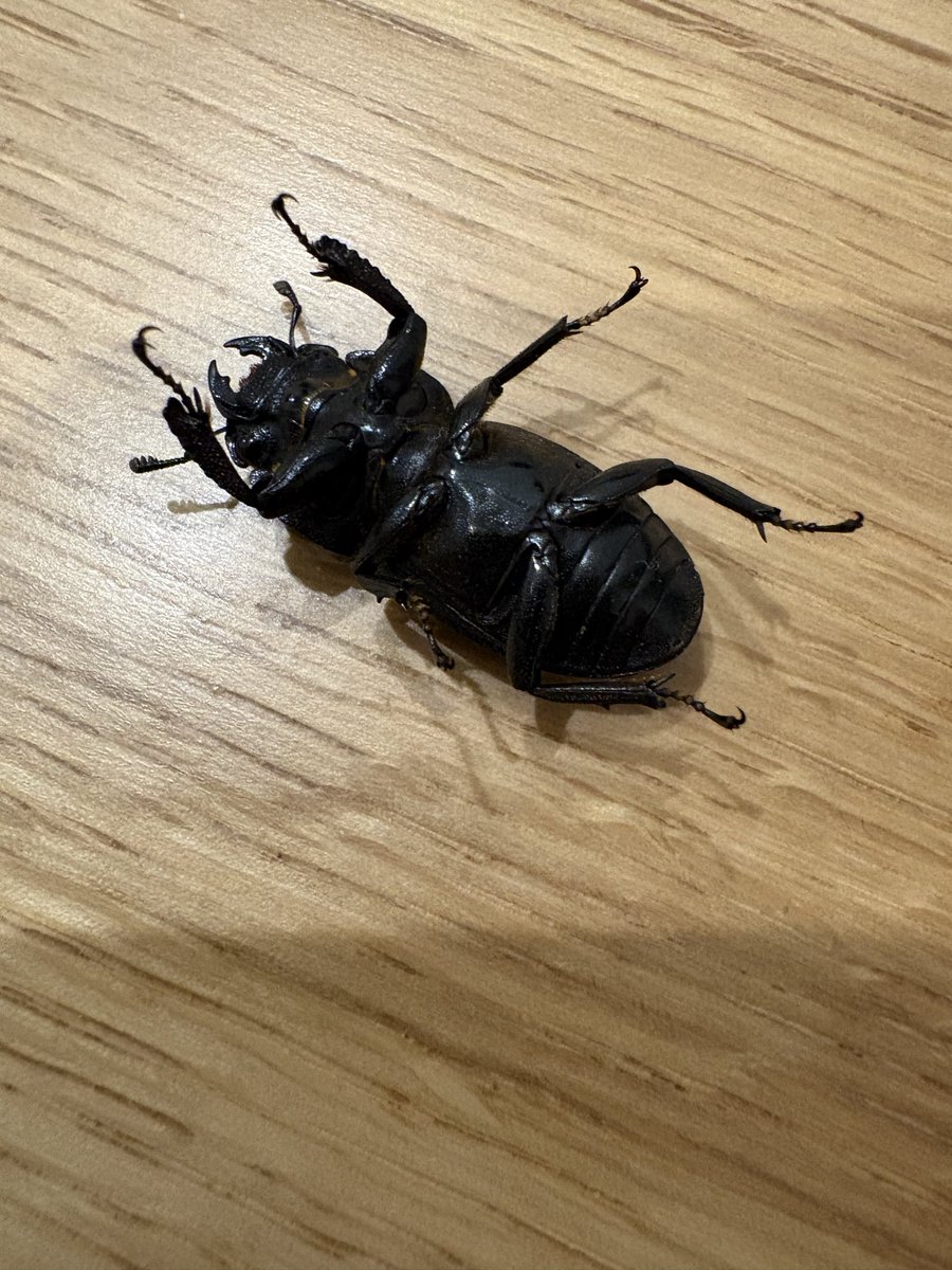 puyopuyo0824's tweet photo. この子、ヒラタのメスだと思うのですがいかがですか？分かる方いたら教えて下さい。
30.4mmでした。 https://t.co/cVCiUs3btE