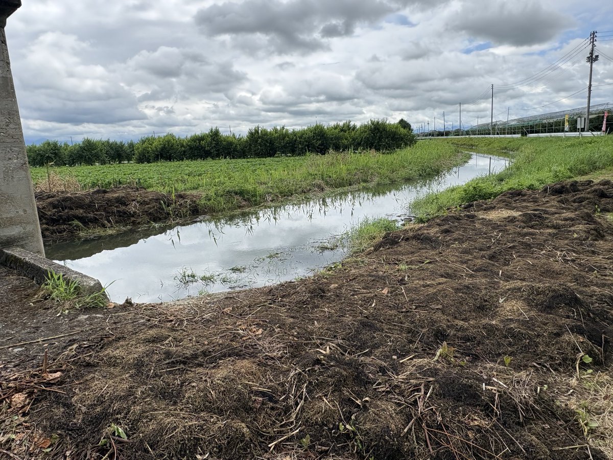 1YUM5's tweet photo. 本日も水草の現場をまわり、週末の雨による影響を調査🧐水門や揚水機に詰まると大変です💦人力で対応するのにも限界が…。何とかしなければです。

バッタにも出合い、季節を感じたり🦗まだ小さい。 https://t.co/e1XsTKsG0Z