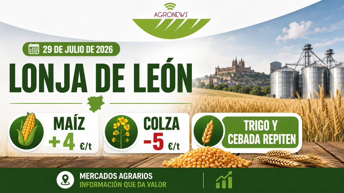 AgronewsCyL's tweet photo. 🌽 El maíz sube 4 €/t y alcanza los 234 €/t en la Lonja de León.
📉 La colza baja 5 €/t, hasta 470 €, mientras trigo y cebada repiten sus cotizaciones.
Consulta todos los precios de la sesión del 29 de julio 👇
https://t.co/mZWSuUx5sY
#LonjaDeLeón #Cereales #Maíz #Trigo #Cebada #Colza #Agricultura
@AsajaLeon @PSLPSOE @leon