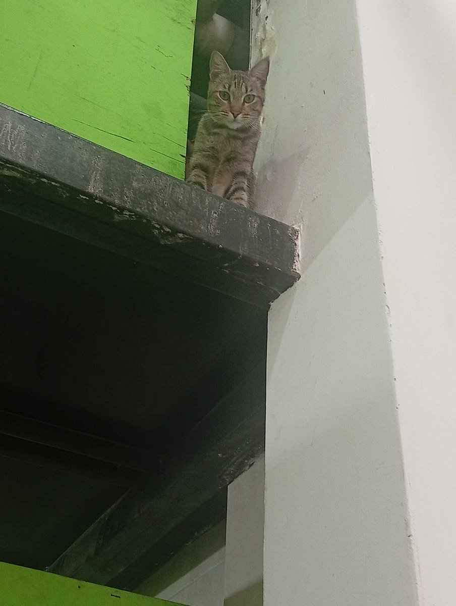 AlertaMePerdi's tweet photo. #PERDIDO #GUAYAQUIL
Nombre: #GIGIO
Fecha: 2026-07-22
Sector: Sur, Venezuela entre la 8va y la 7ma, por el parque Puerto Lisa
Sexo: Macho
Raza: Romano
Observación: Pecho blanco y en la cola una mancha morada de una medicina para una herida.
Contacto: 0939607157
#AlertaMePerdí https://t.co/mHaOSgB7jx