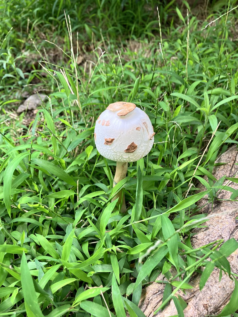 Misty3d's tweet photo. また違うキノコ生えてた！7/5に写真撮ってた！ https://t.co/TGNWHqglVx