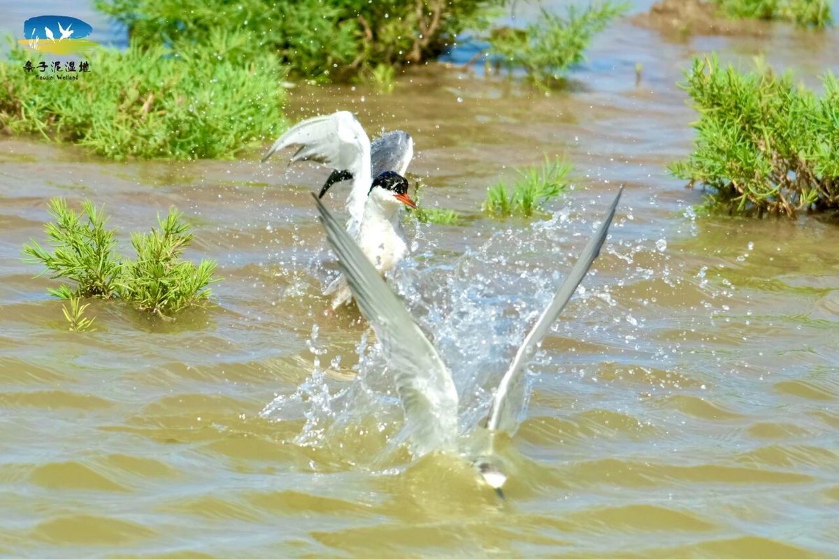 CraneCal117015's tweet photo. During the Great Heat, the Tiaozini Wetland enters a vibrant season of thriving life. Step into the wetland to discover a hidden ecological haven where coolness meets wild charm.
#calandfriends #naturelover #animallove #nature #animals https://t.co/GUS2Uf07Nz
