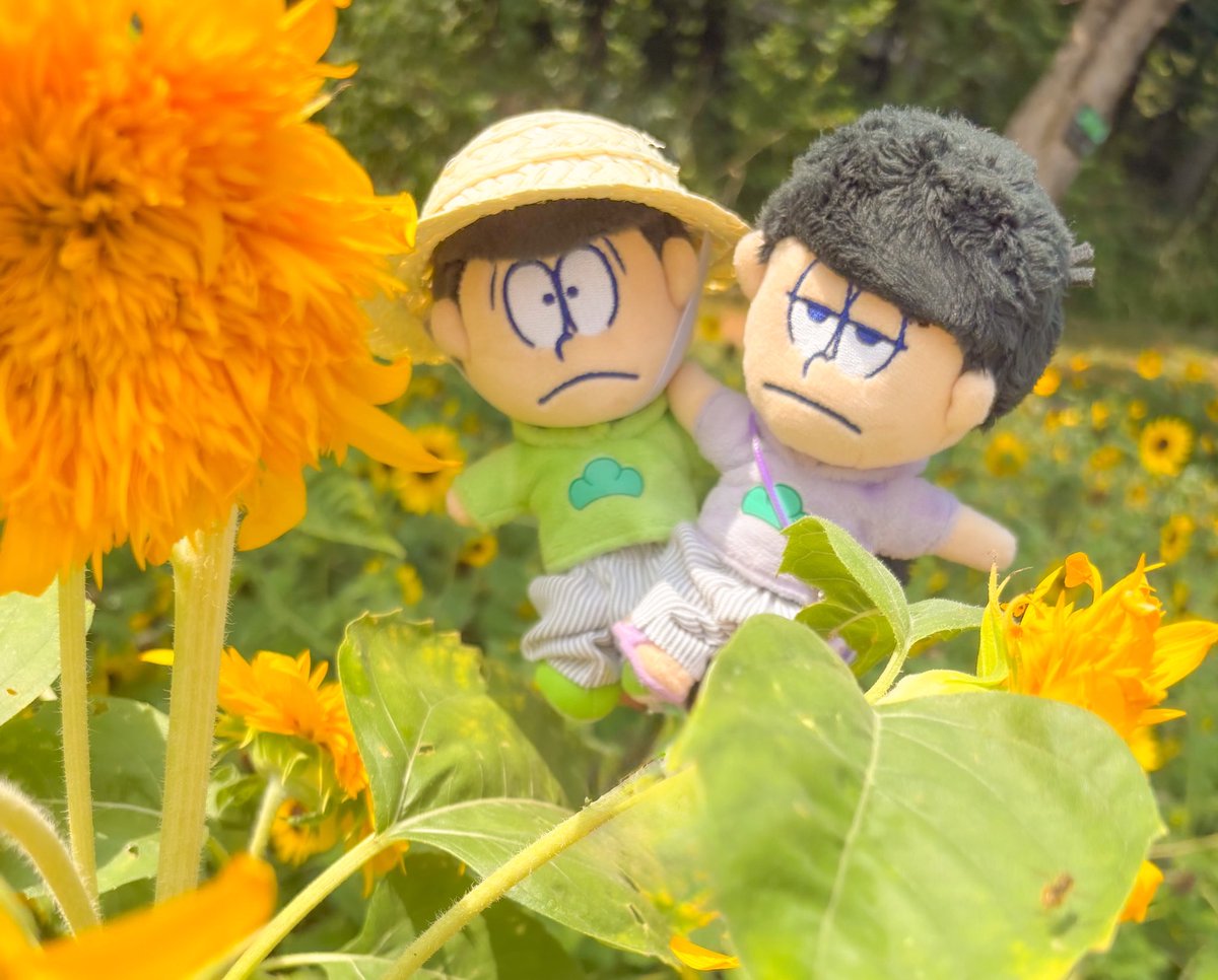 candy_197's tweet photo. ひまわりと年中松🌻 https://t.co/morYrmo1kb