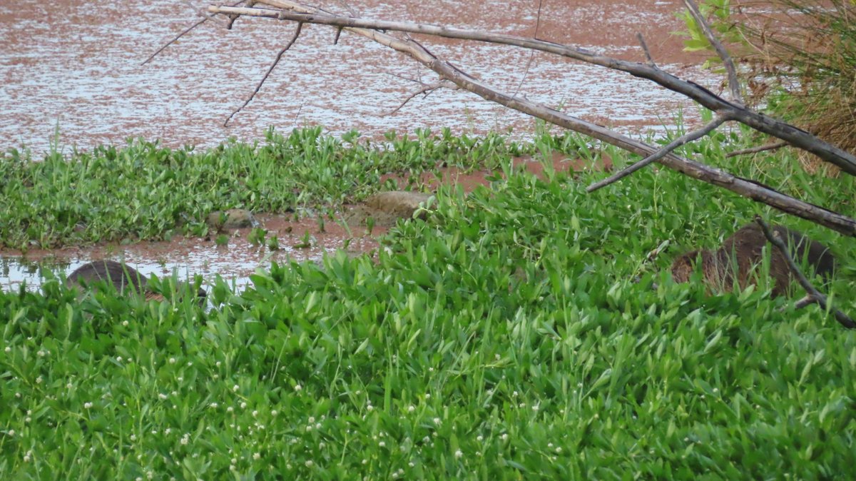 nutriabot's tweet photo. K池公園ヌートリア2匹 7月29日
元気にほたえてました。
#nutria #coypu #ヌートリア #ragondin #昆陽池公園 https://t.co/BT6t17tMmf