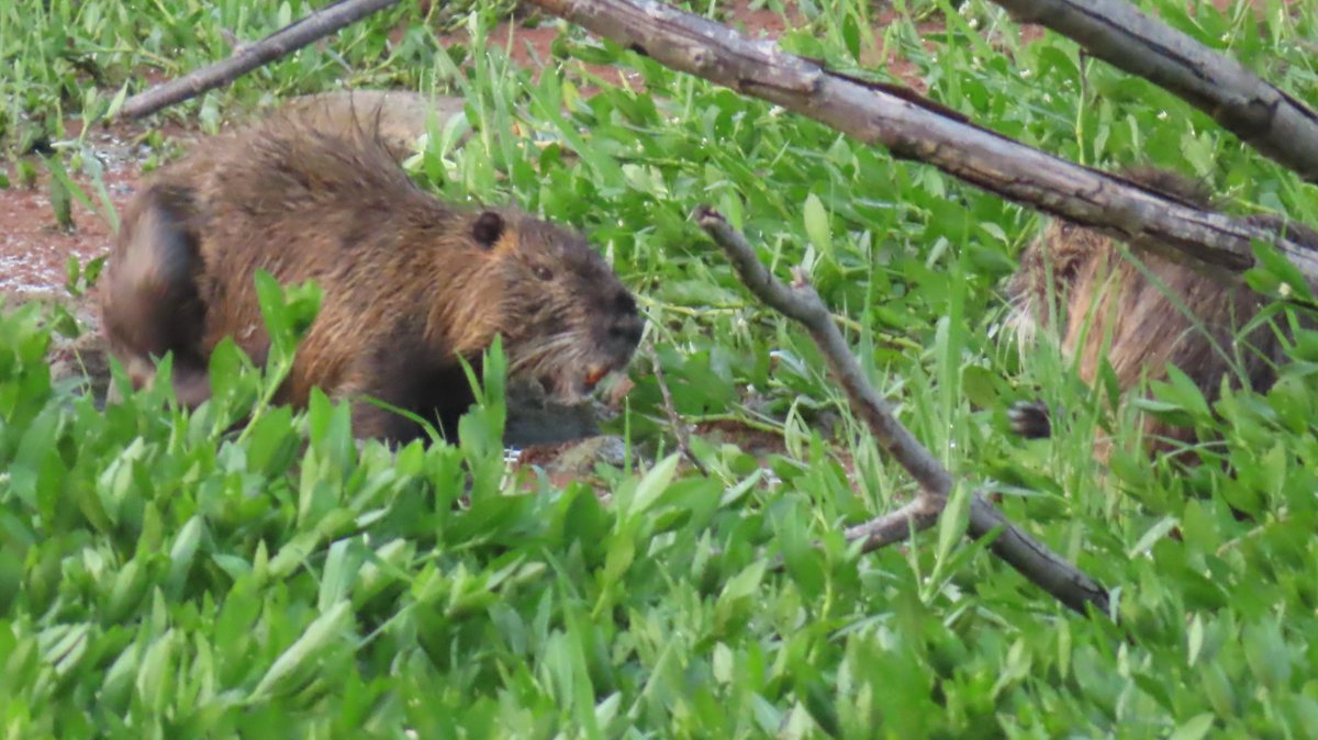 nutriabot's tweet photo. K池公園ヌートリア2匹 7月29日
元気にほたえてました。
#nutria #coypu #ヌートリア #ragondin #昆陽池公園 https://t.co/BT6t17tMmf