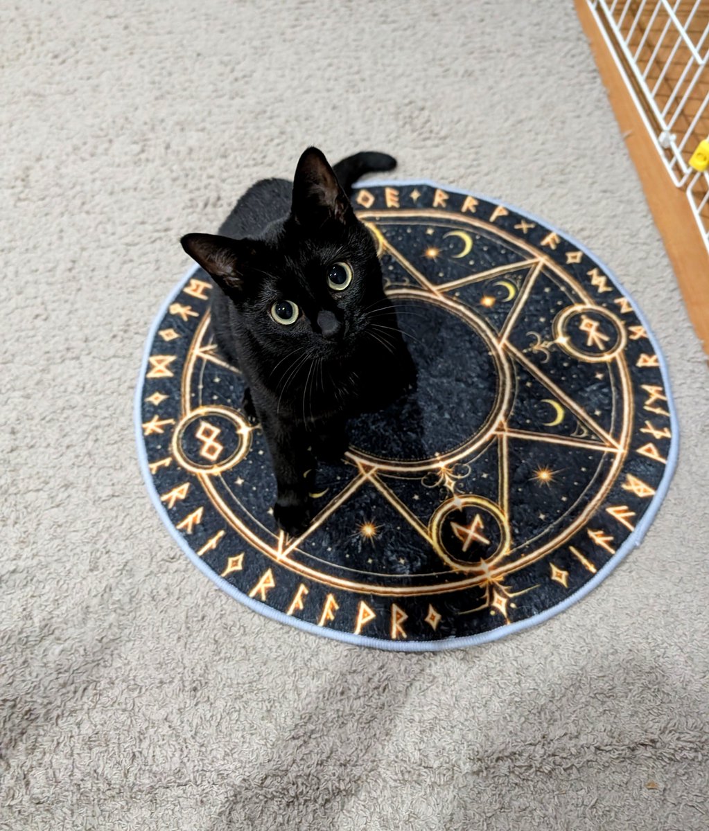 毛だらけ🐈🐈🐈 tweet media