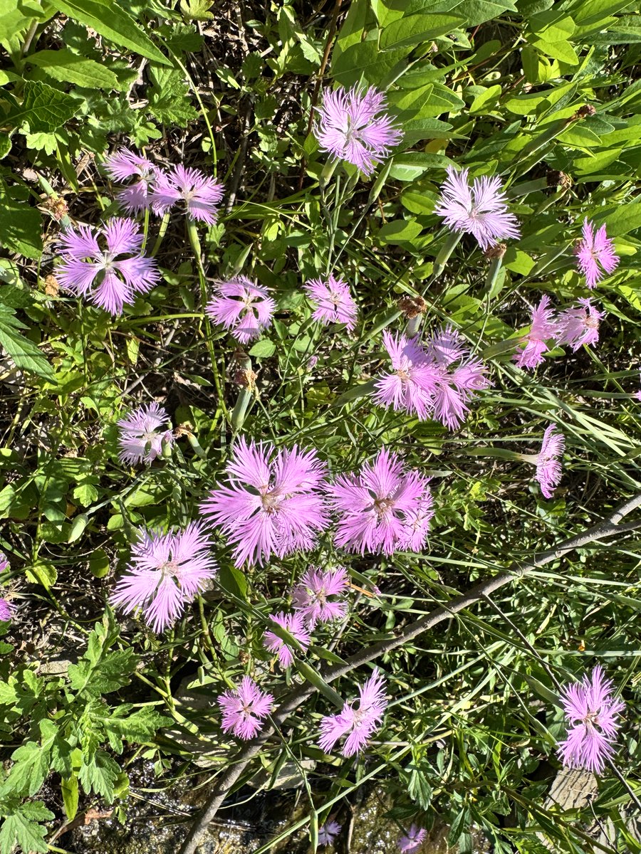 rokko_shizen's tweet photo. 里山では秋の七草のキキョウ、カワラナデシコ、クズが咲き始めた。　１０日もすれば立秋だ。
#キキョウ　#カワラナデシコ　#クズ https://t.co/IVdHIxAd49