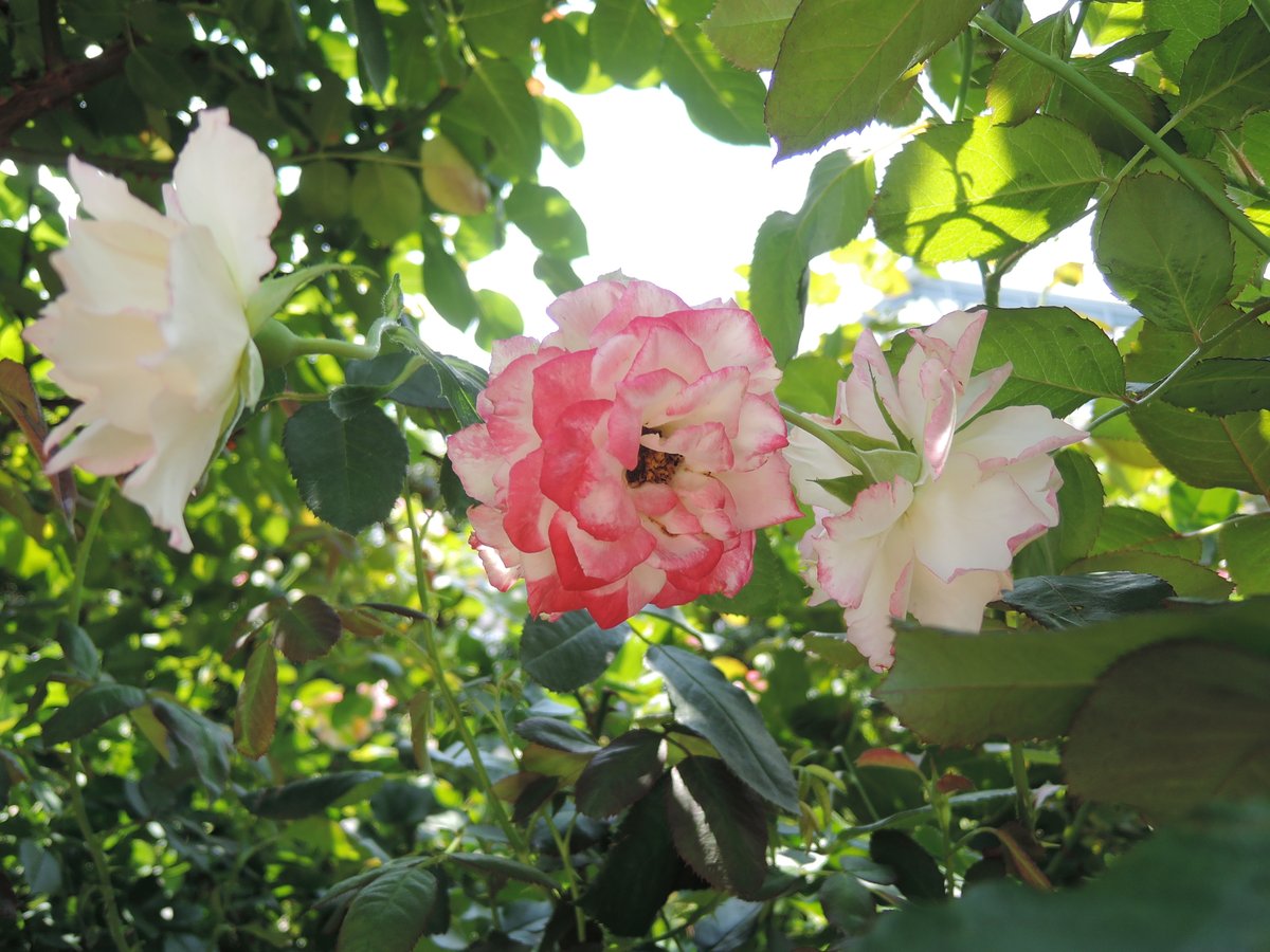 hayayoshi's tweet photo. Roses in Joshu #Rose https://t.co/WDsBmoKaiV