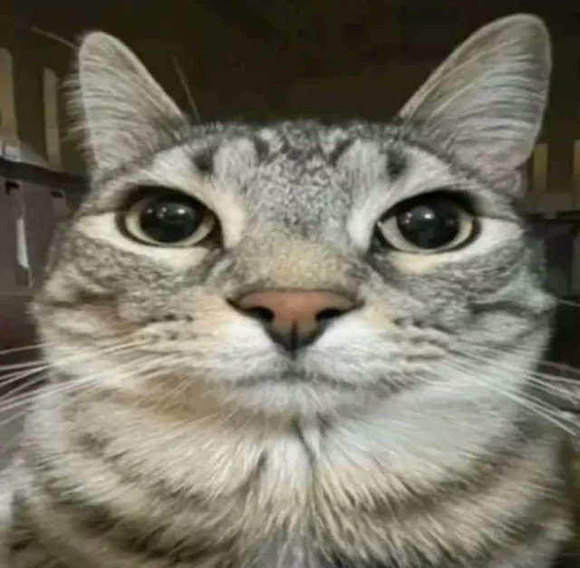 its_neptunize's tweet photo. i love drifts aura reading so much bc can you imagine him staring at you and u go back to what ur doing and you look up again and hes in front of you like this fuckin cat going " hey bro not be that guy but you are so blue rn whats up " #drift #transformers #maccadam https://t.co/dz5Pqpn2VM