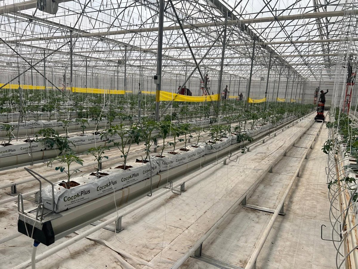 FarmsManager's tweet photo. 🌍 Notre expertise au service d’une agriculture africaine performante, durable et technologiquement avancée. 🌱

🚀 Hydroponie | Serres High-Tech | CEA | Smart Farming
🌍 Afrique | Europe | Canada | Golfe
#Africa #AgTech #Hydroponics #CEA #SmartFarming #Agriculture #FutureFarming https://t.co/7S2wpMsN5J