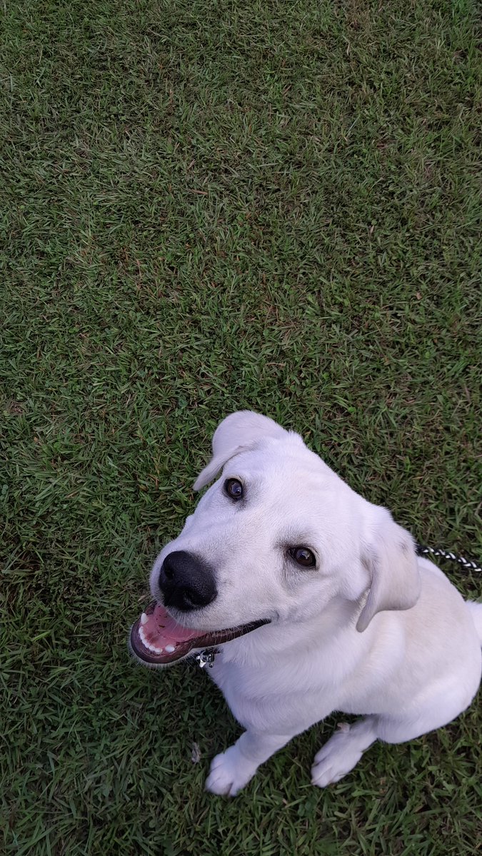 theabandonMM's tweet photo. Marshmallow just relaxing after a very hot walk waiting for a treat @Chewy @crumpsnaturals #rescuedog #fyp #adopted #labador https://t.co/L3o2KEcBBu