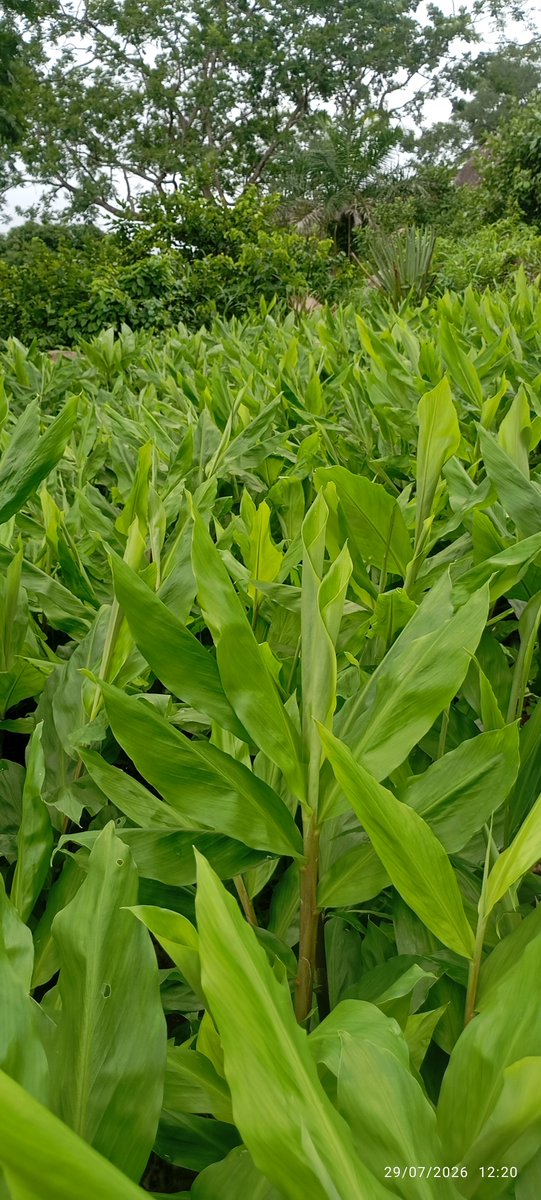 hustle4lif's tweet photo. 🌱 Today's farm inspection is done.
I walk every section of my ginger farm myself because no one knows your farm better than you.
Early inspection helps detect weeds, pests, and diseases before they spread.
Always walk your farm... e get why.
#GingerCo #GingerFarming https://t.co/Na9hcM373F
