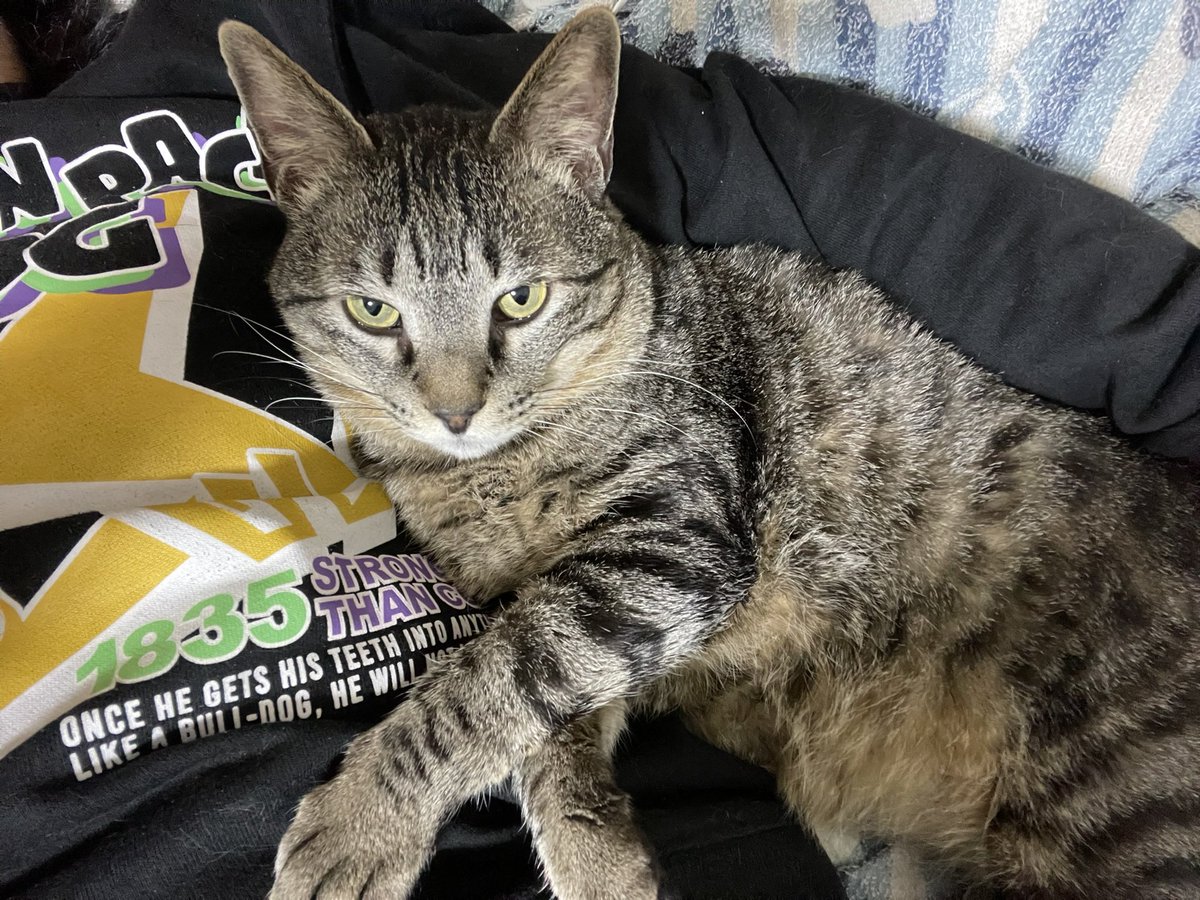 TTc_1025's tweet photo. 今月はお猫の命日が２日もあった
２０日と今日
月日が流れるのは早いね
今日の子は去年、急にお空に行っちゃった
ここ数日、猫を拾う夢ばかりみる
弟妹が現れるかもって教えてるのかな？
優しい子達だったからな
お前らに会いたいぜ https://t.co/WerMdlY9HM