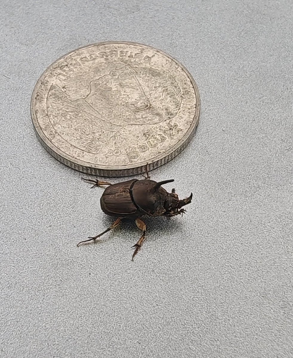 _priya9's tweet photo. Today it's mine, it has to be in the water at the farm, it looks like a wasp in every way except for the light blue color of the wings and it's much smaller. In that video, it's compared to a 1 baht coin.
Hey @grok What breed is it? https://t.co/xaqqokObZT