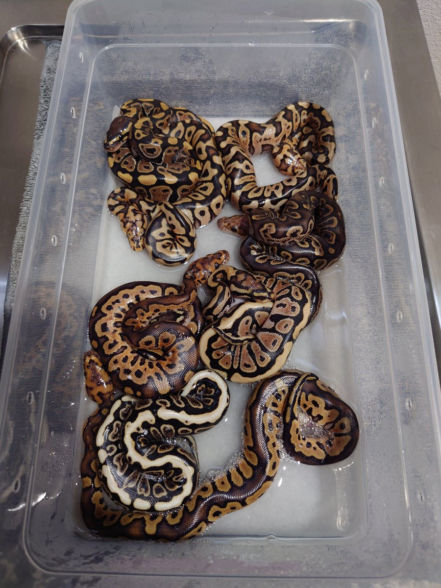 isopp_ball's tweet photo. 1stクラッチ組が無事に出揃いました！ほぼ確率通りの7モルフ誕生🐍うまいことバラけたね〜(笑)
SNクラウン♂×GHI hetクラウン♀
#ボールパイソン
#ballpython https://t.co/GvVKL72kV8
