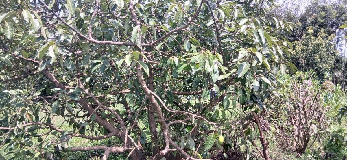 zelelawv6mw's tweet photo. Fruit and vegetable yields from the Green Legacy Initiative in Debre Elias Woreda, East Gojjam Zone. https://t.co/mn4eZaPopo