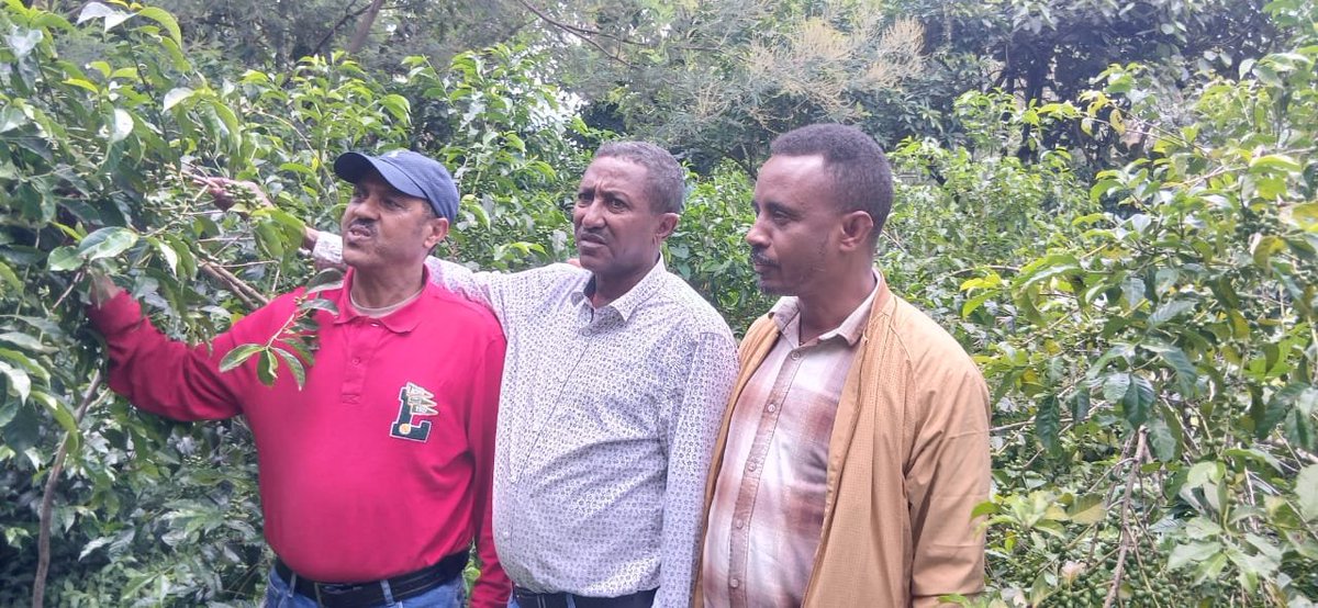 zelelawv6mw's tweet photo. Fruit and vegetable yields from the Green Legacy Initiative in Debre Elias Woreda, East Gojjam Zone. https://t.co/mn4eZaPopo