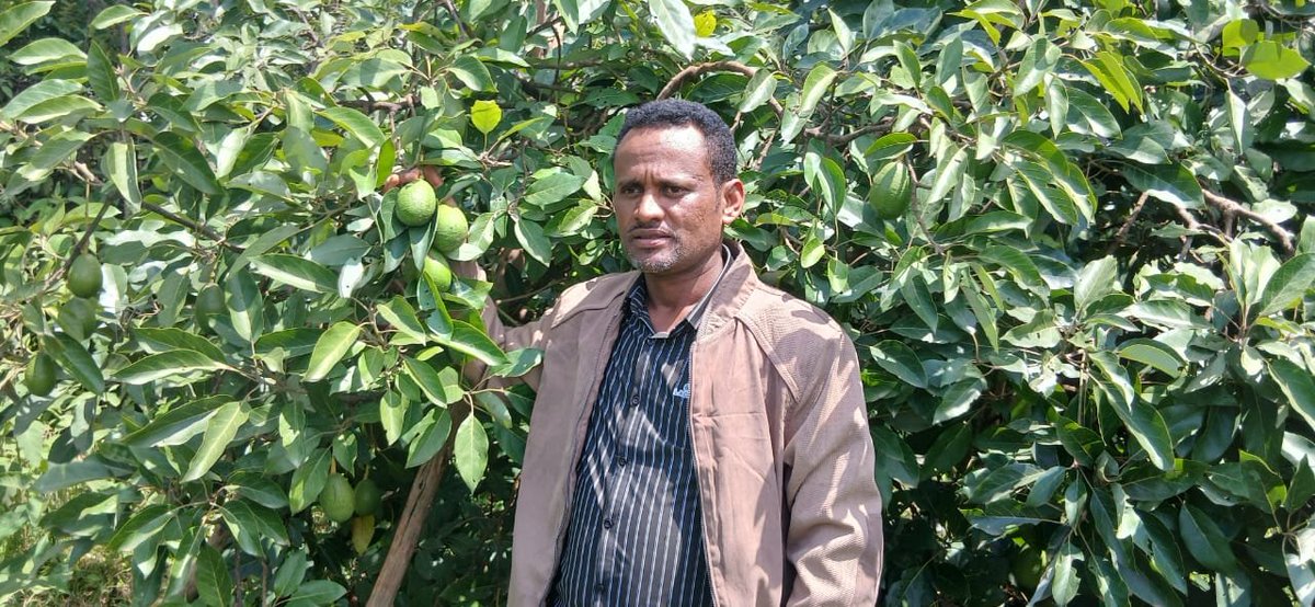 zelelawv6mw's tweet photo. Fruit and vegetable yields from the Green Legacy Initiative in Debre Elias Woreda, East Gojjam Zone. https://t.co/mn4eZaPopo