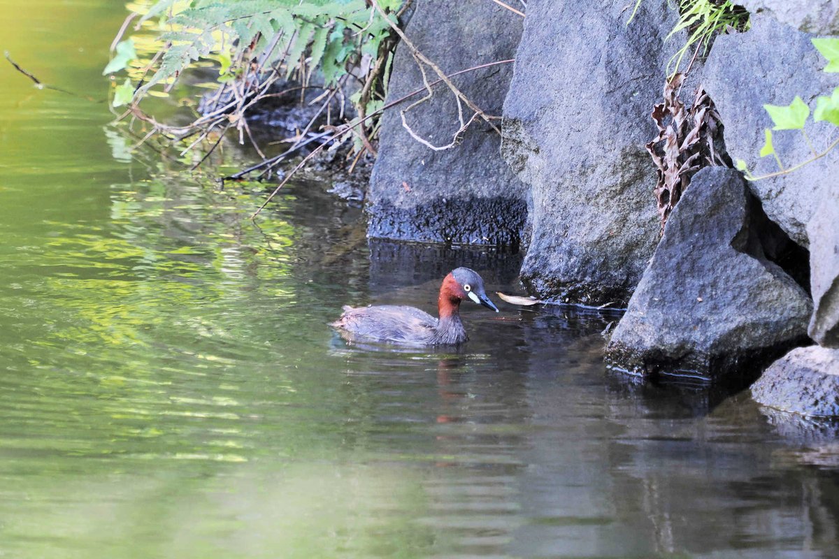 un_grkt's tweet photo. ◆お散歩　#お池の公園
鳥さんが中々撮れないので
カイツブリの子育てで有名な（？）
お池の公園へ...と言っても
目的は別なんですが
まずはカイツブリさんにお挨拶
今年はまだ子育てはしていないらしい
#お散歩
#カイツブリ
#OMSYSTEM #OM1 https://t.co/2DfqG8AZmK