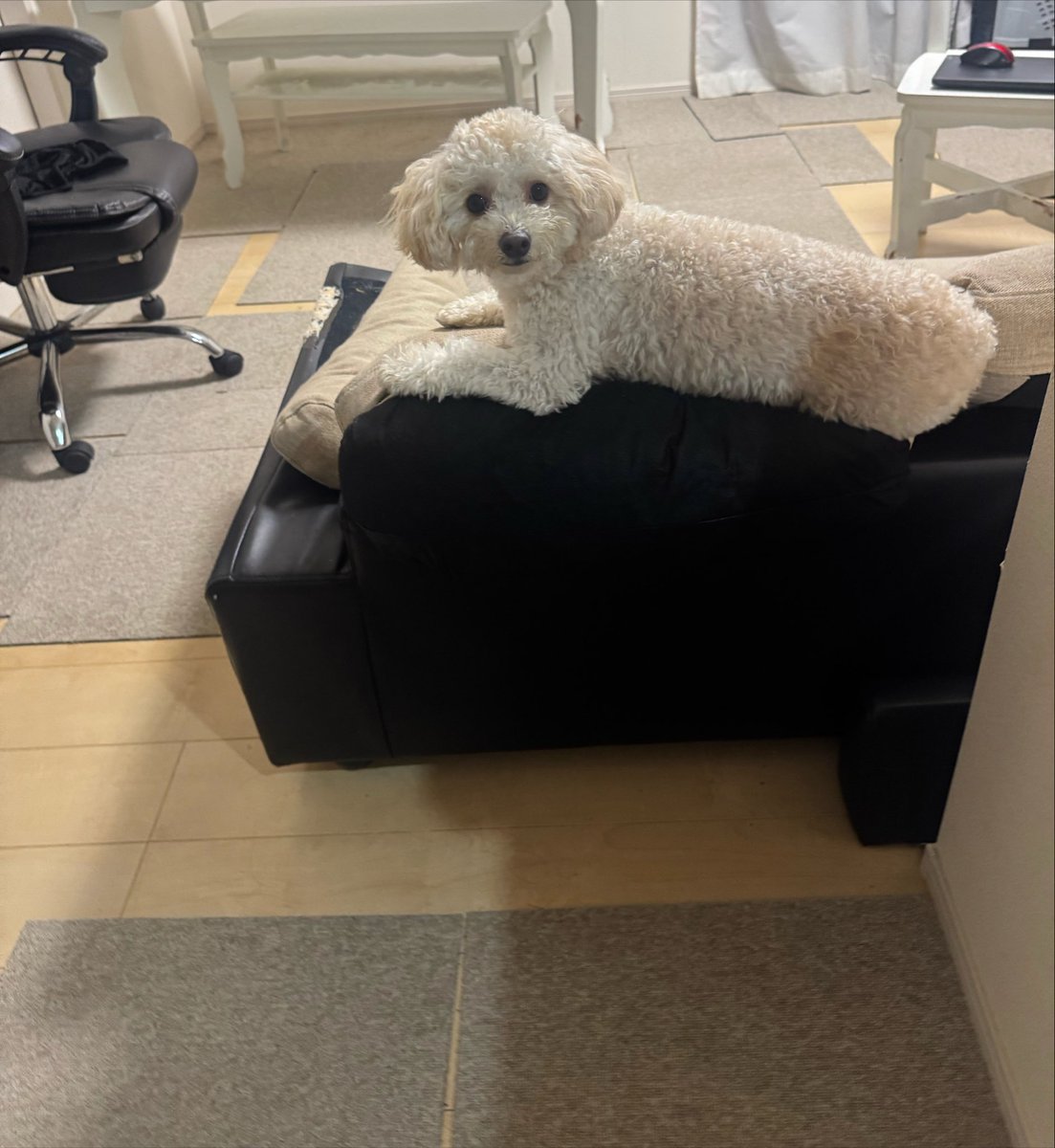 tttttttt901's tweet photo. ソファのふちに座れるのは大事にされているからだという顔 https://t.co/mwT8k80TDj