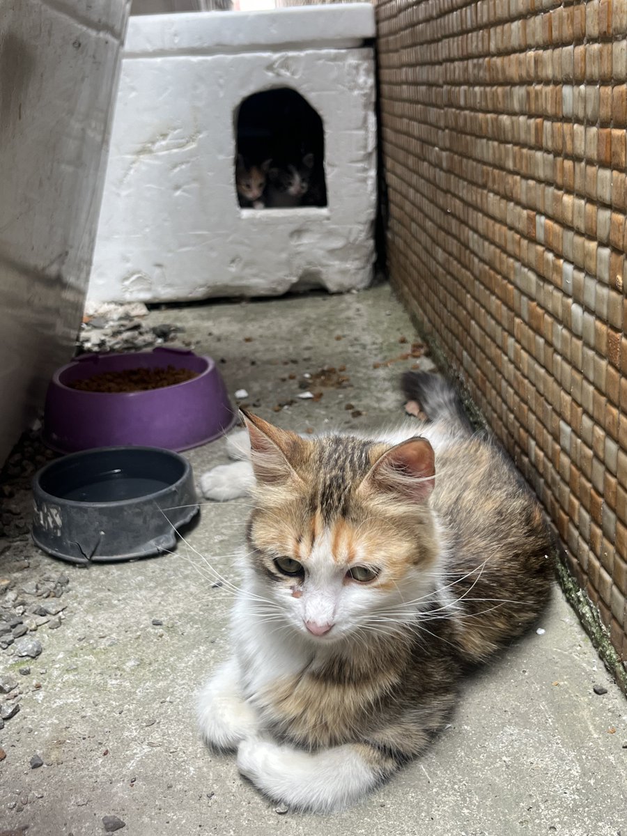 bsratpal's tweet photo. @minnakmandalina Benim güzel kızıma benziyo 🥹 Balım’ da hastaneye doğurdu bebişlerini hep beraber büyüttük. Sonra ben kısırlaştırdım. Veteriner klinikten kaçırdı 2 gün sokak sokak onu aradım buldum. Hastaneden kayboldu bu sefer de 3 haftadır yok. Umarım hayattadır ve çok mutludur 🥲 https://t.co/gIt0ucvUQ8