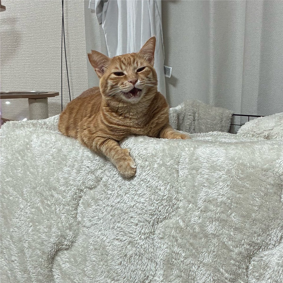 cha_ma_0819's tweet photo. おはよ〜って言うと返事してくれる🐈

#猫のいる暮らし #猫のいる生活
#猫好きさんと繋がりたい https://t.co/dBMKvlSrLh
