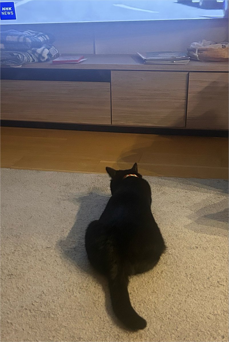 nemukezombies's tweet photo. 一緒にテレビみてくれるねこみて https://t.co/Xh7r4CE2iB