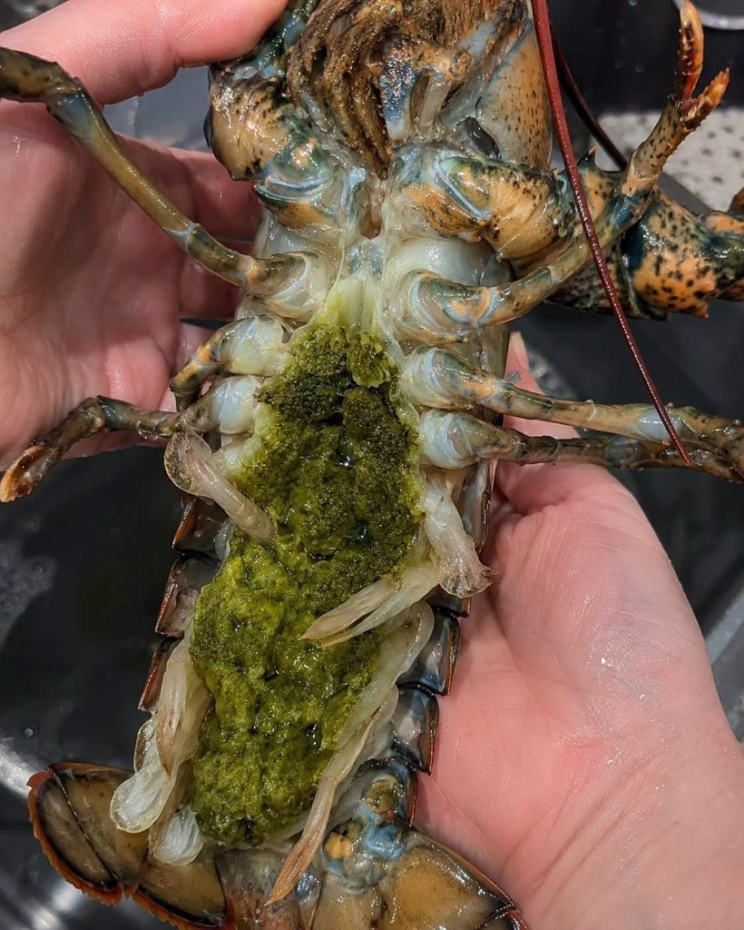 HardlyLoose's tweet photo. We're having lobster for dinner tonight. We cracked it open and found green stuff inside. @grok What is it ?😱😱😱😱 https://t.co/KDHIKCuq2q