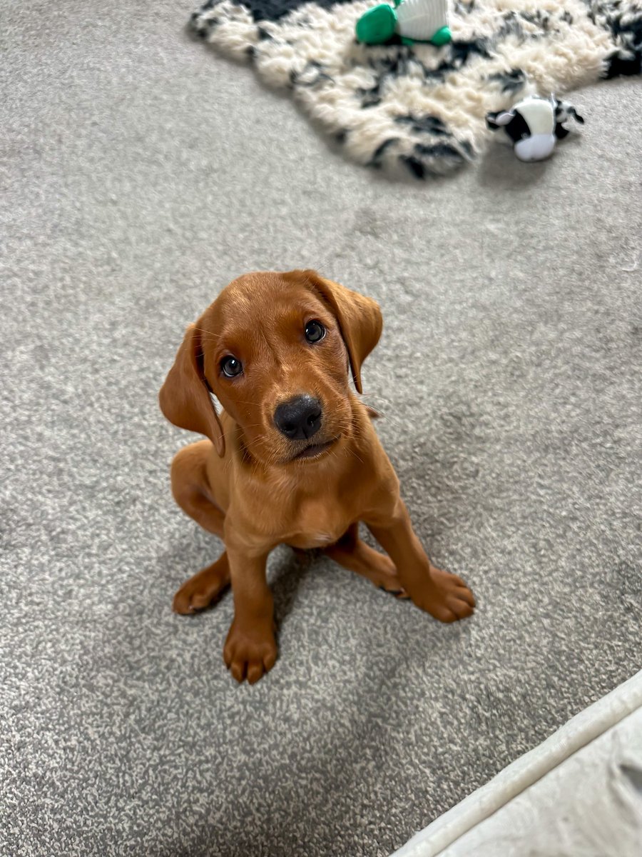 shayfax's tweet photo. everyone, meet Angus 🐾✨ https://t.co/nXNYEYa7fC